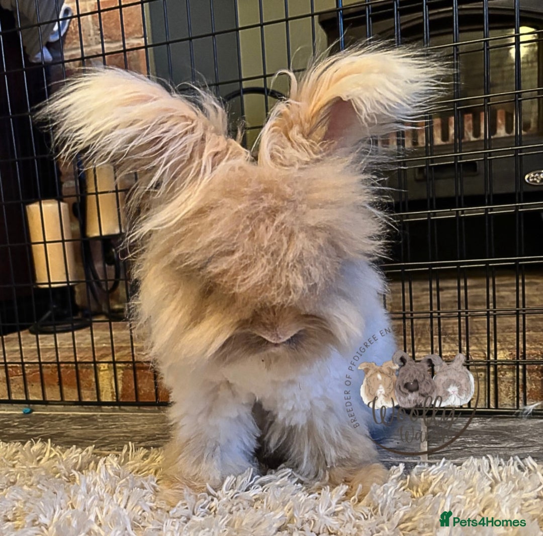 Angora rabbits for sale: Fully Vaccinated English Angoras ♥️ - Advert 18