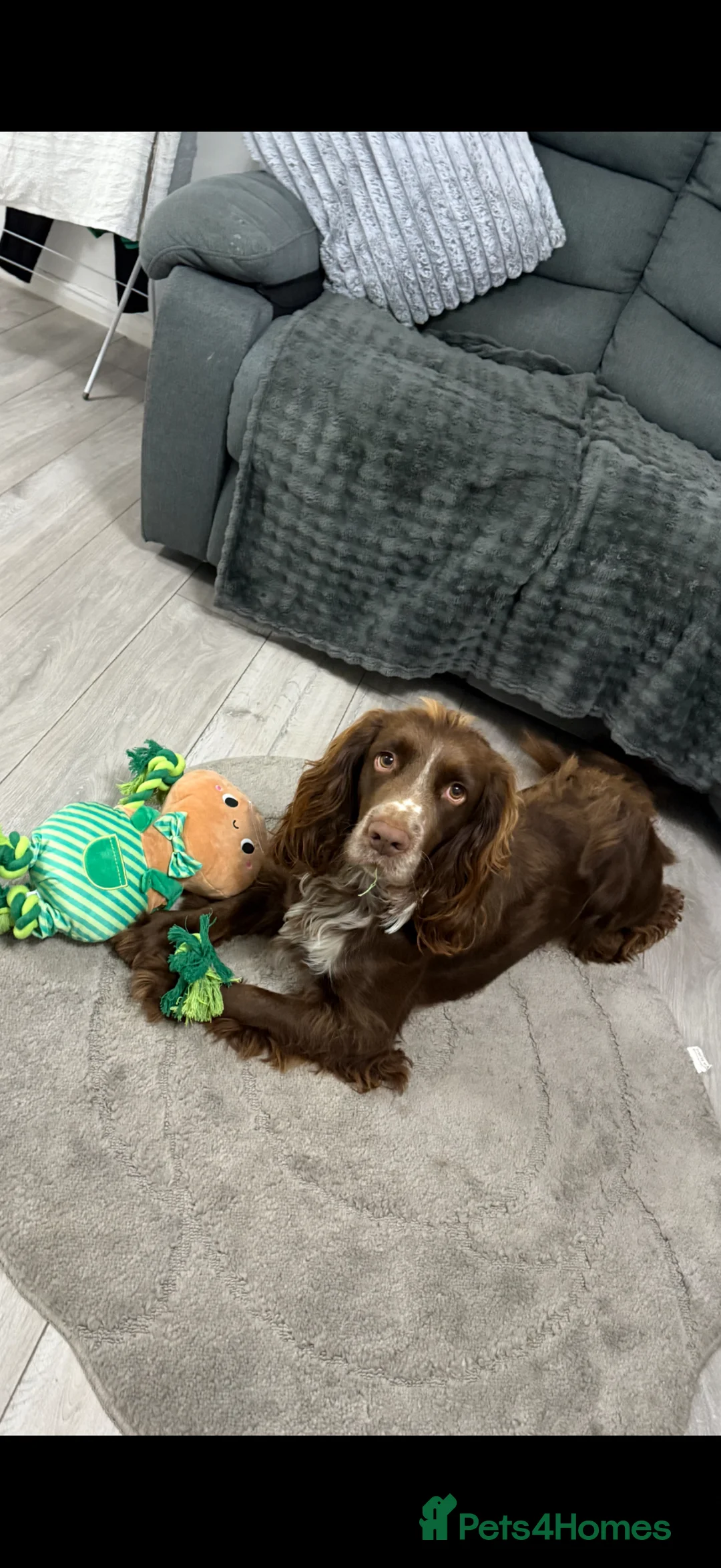 Cocker Spaniel dogs for stud: Coco the STUD - Advert 2