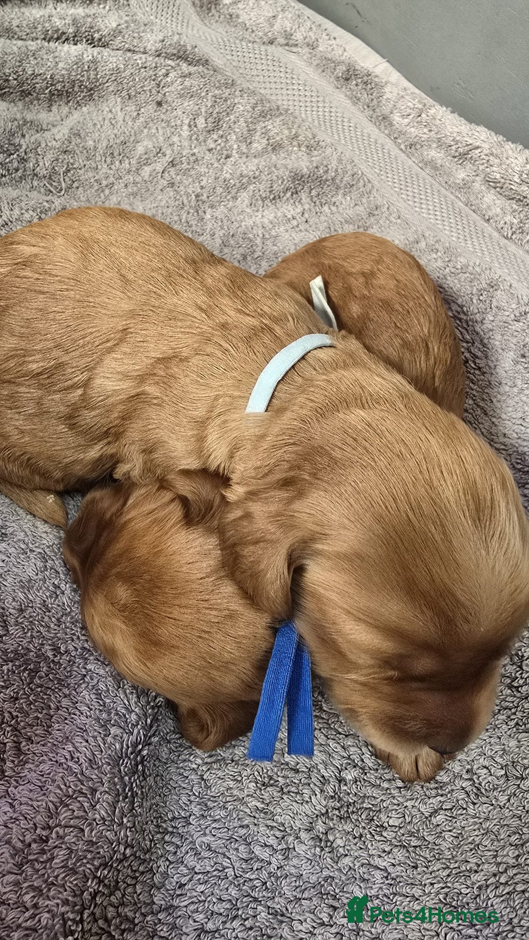 Cockapoo dogs for sale: Champion Line 🏆 F1 Miniature Cockapoo Puppies  - Image 17