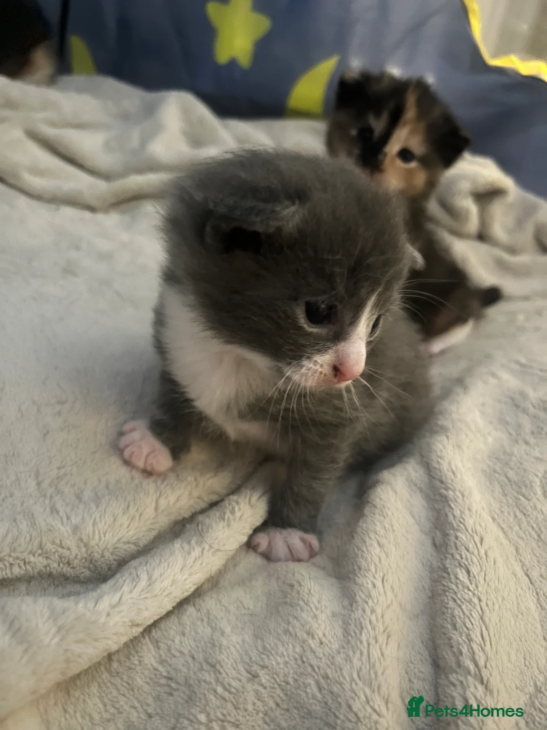 Russian Blue cats for sale: russian blue x domestic shorthair  - Advert 8