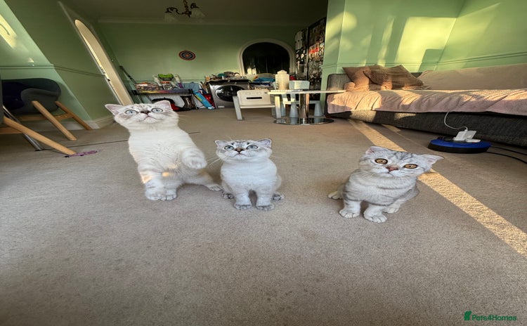 Scottish Fold cats - Advert 8