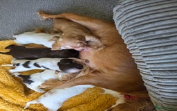 Sprocker dogs for sale: Beautiful sprocker puppies - Image 1