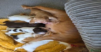 Sprocker dogs - Advert 2