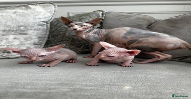 Sphynx cats - Advert 6