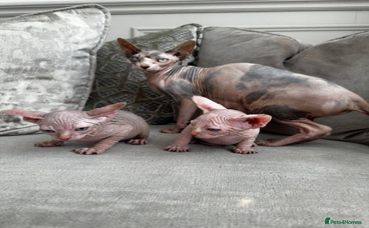 Sphynx cats - Advert 2