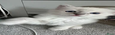 Ragdoll 2