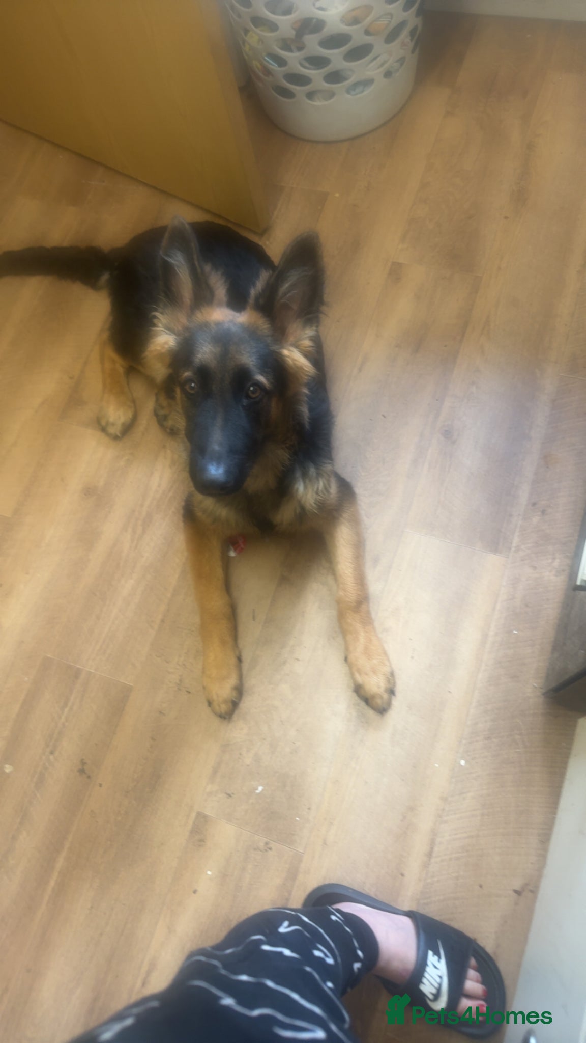 German Shepherd dogs Male German shephard  - Advert 12