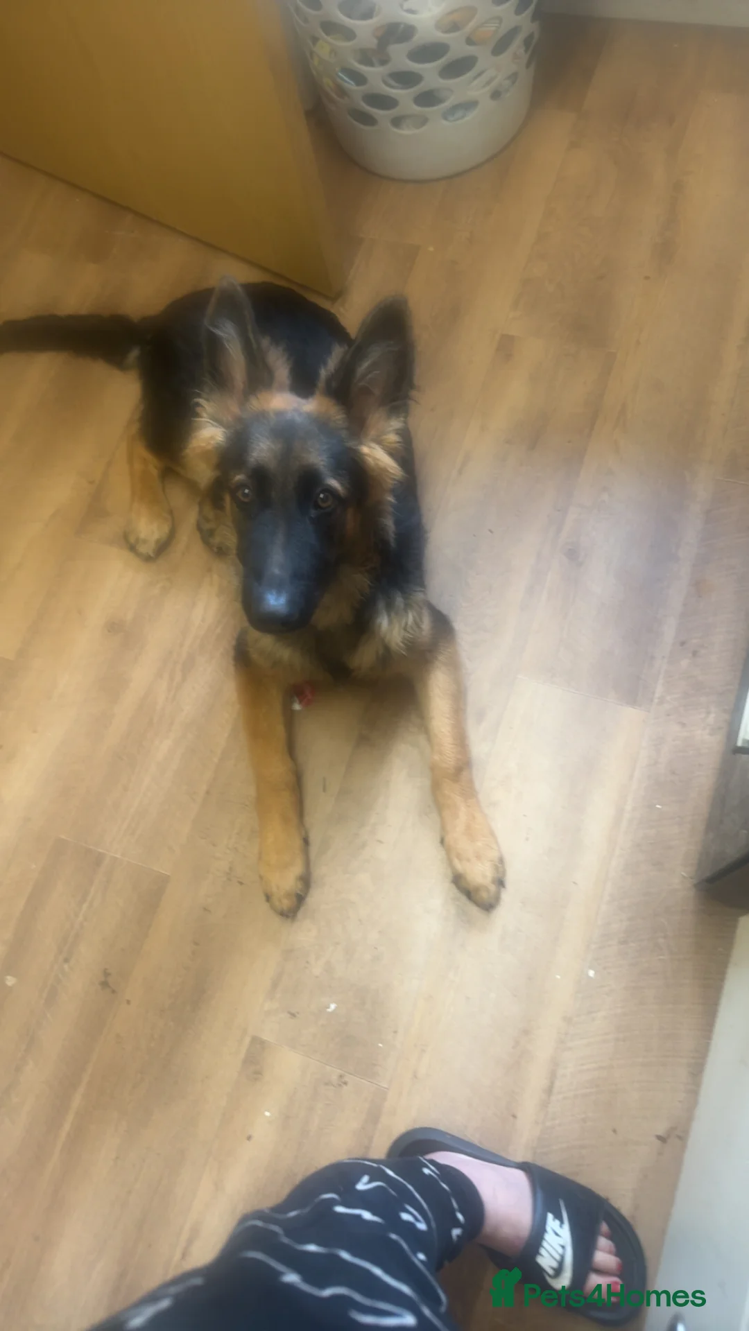 German Shepherd dogs for sale: Male German shephard  - Advert 1