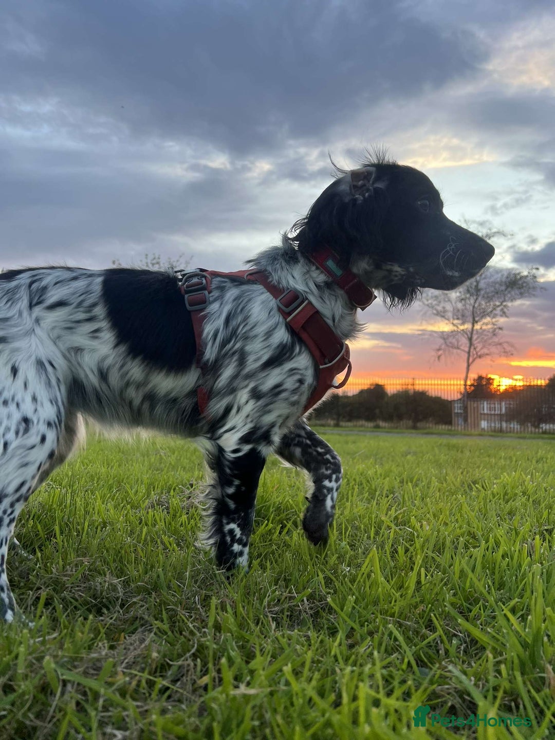 Cocker Spaniel dogs for sale: Black cocker spaniel bitch looking for a new home  - Advert 3