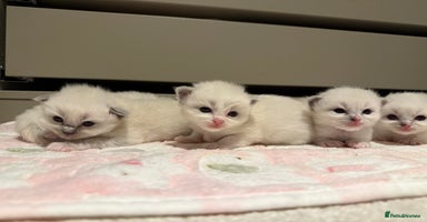 Ragdoll cats - Advert 9