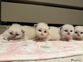 Ragdoll cats - Advert 6