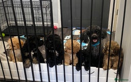 Cavapoo dogs for sale: Cavapoo baby boy - Image 3