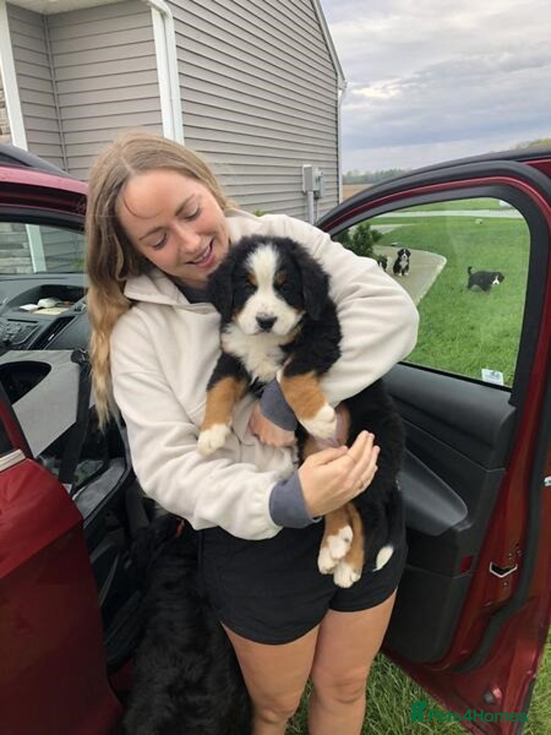 Bernese Mountain Dog dogs for sale: Pure Bernese Mountain Dog Puppies Good Blood Line - Advert 3