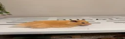 Hamster rodents for sale: Long haired male hamster  - Advert 3