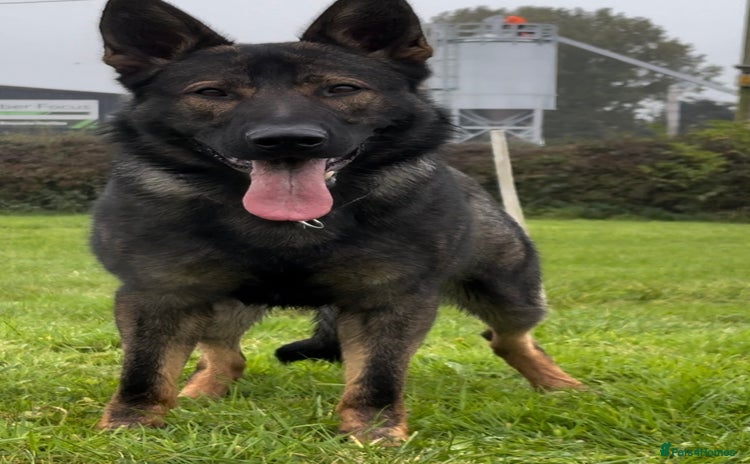 German Shepherd dogs in Stone - Advert 13