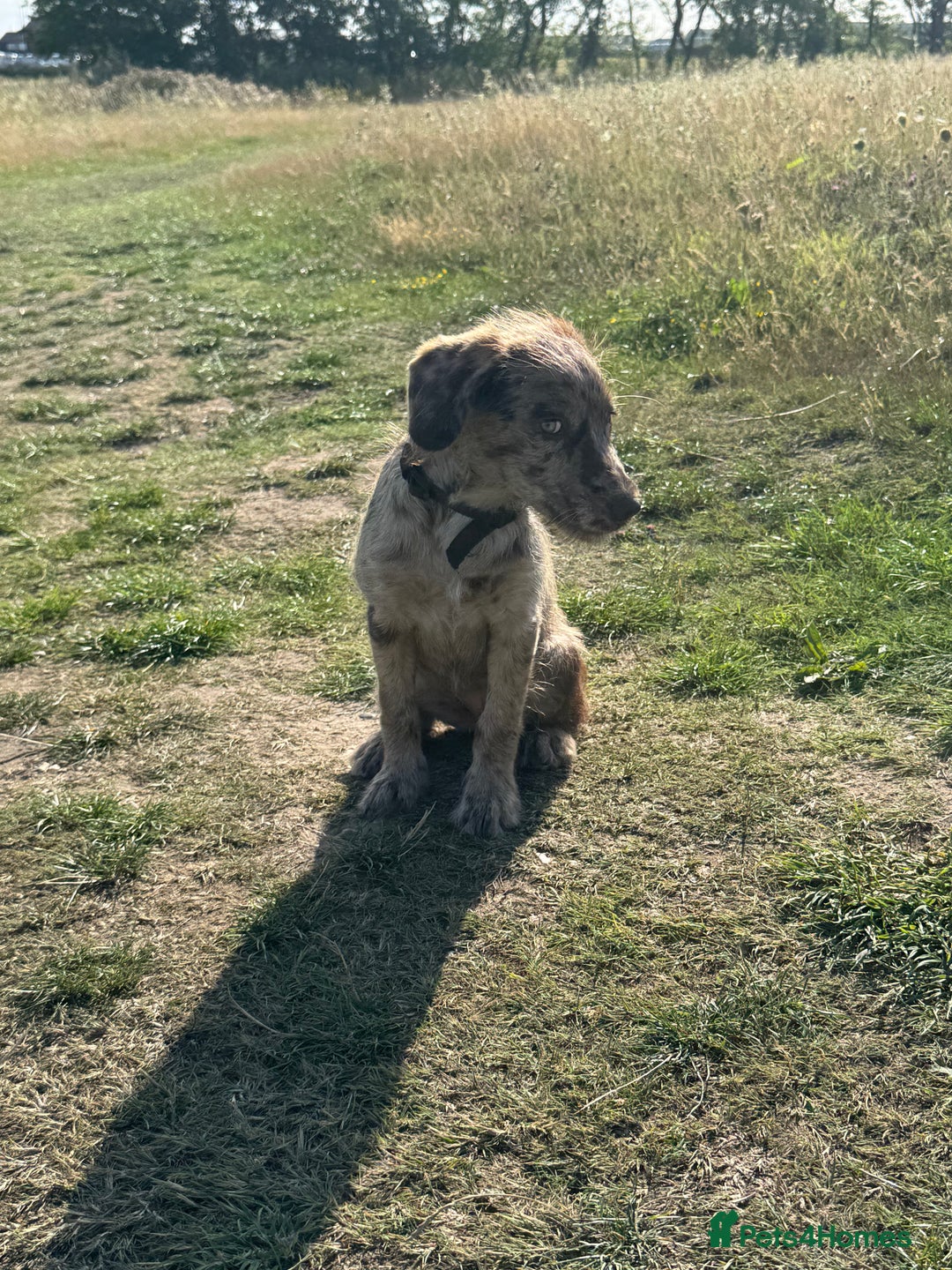 Labradoodle dogs for sale: Beautiful 6 month old - Image 2