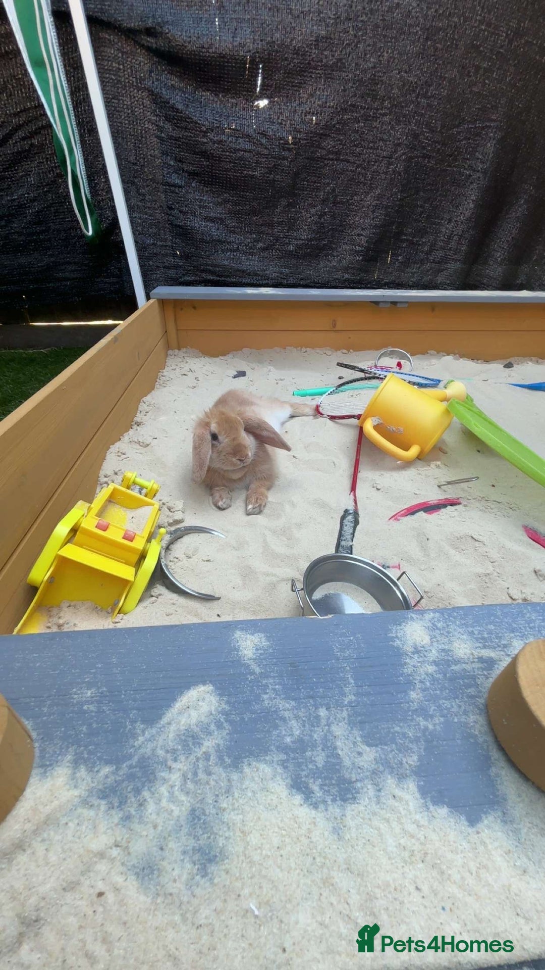 Mixed Breed rabbits for sale: Biscuit the rabbit  - Advert 5