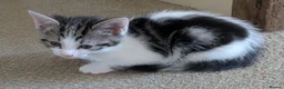 British Shorthair cats for sale: Friendly little kittens for sale - Advert 4