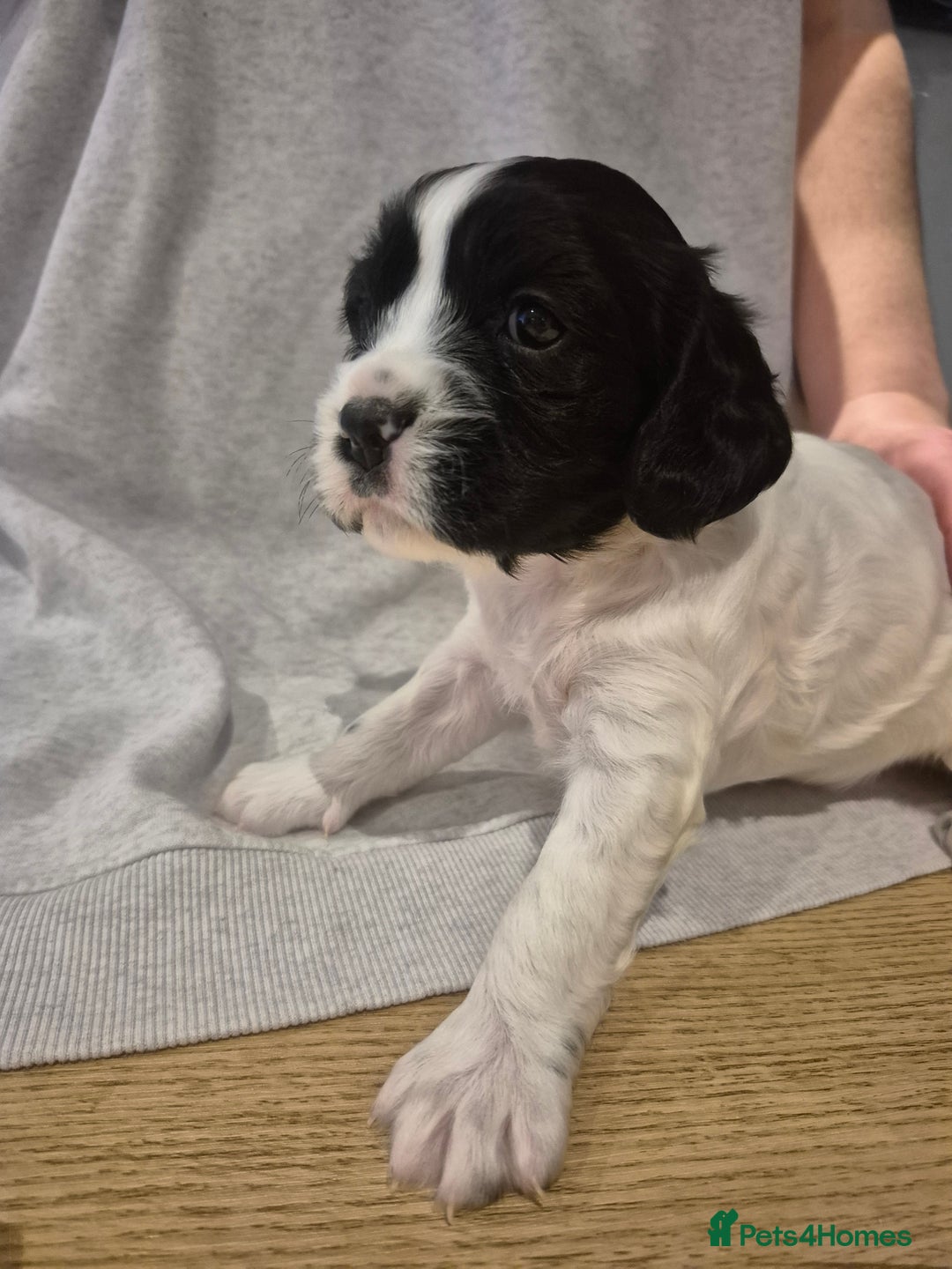 English Springer Spaniel dogs for sale: Springer pups - Image 14