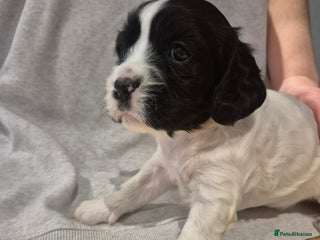 English Springer Spaniel dogs Springer pups - Advert 6