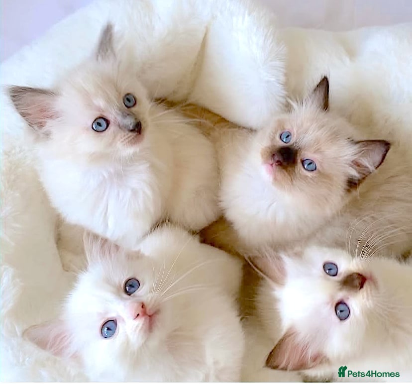 Ragdoll cats NEW LITTER OF RAGDOLL KITTENS  - Advert 11