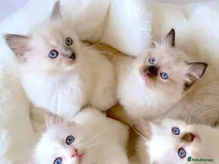 Ragdoll cats NEW LITTER OF RAGDOLL KITTENS - Advert 11