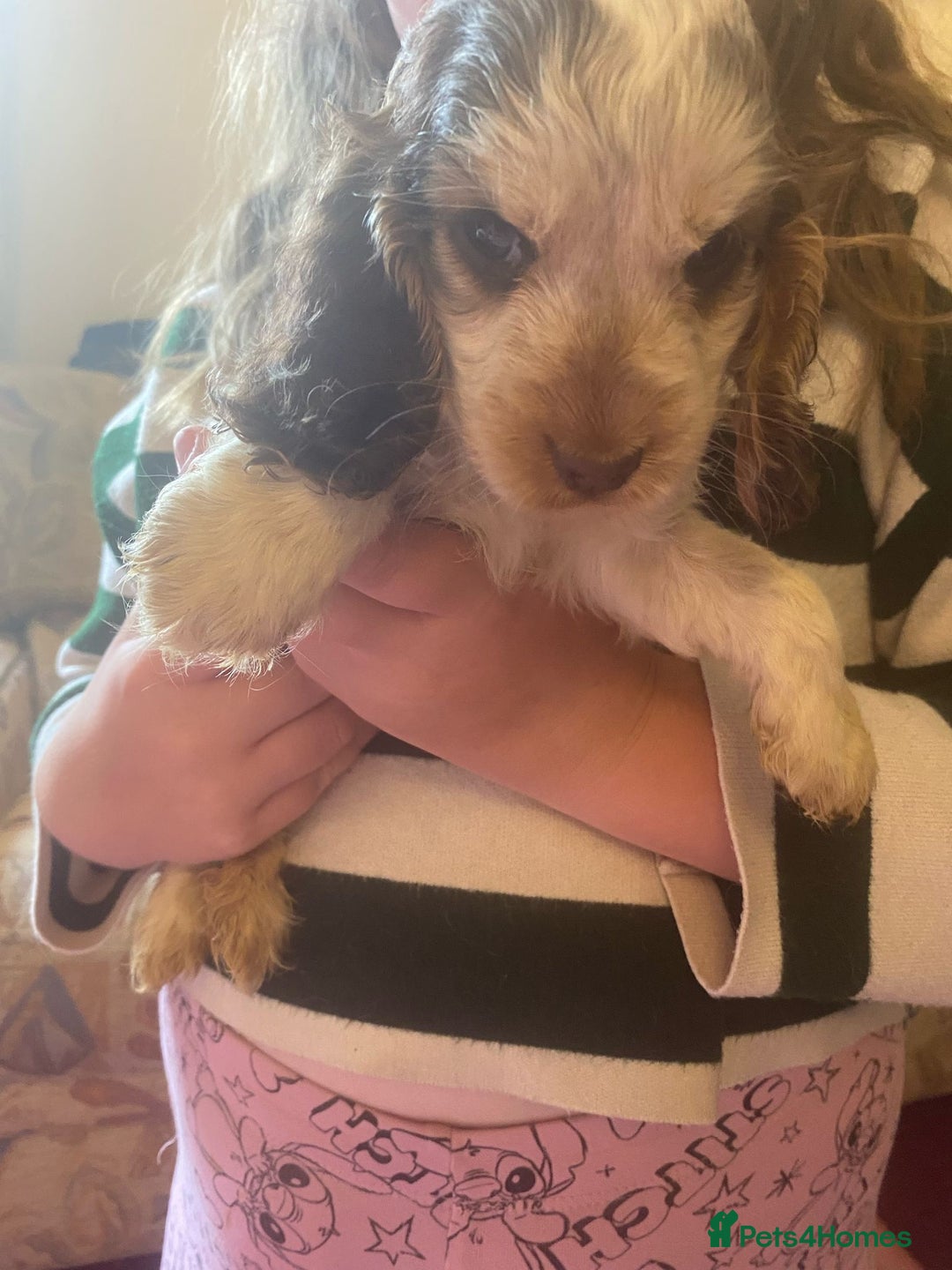 Cocker Spaniel dogs for sale: Gorgeous Litter of Cocker spaniels  - Image 3