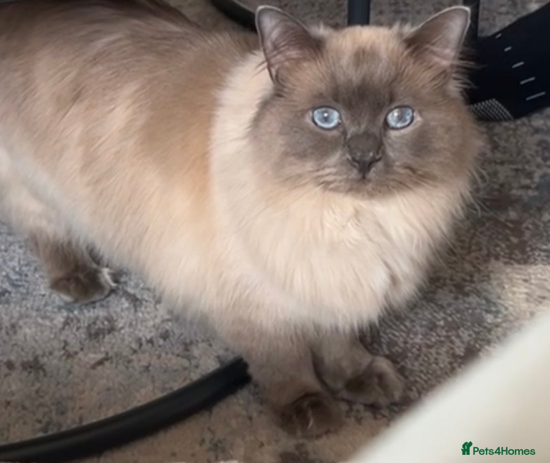 Ragdoll cats for sale: Ragdoll for sale  - Image 3