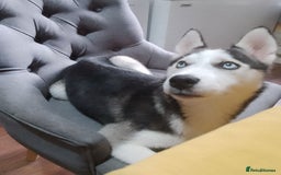Siberian Husky dogs for sale: ONLY 3 PUPPIES LEFT!!! - Image 13