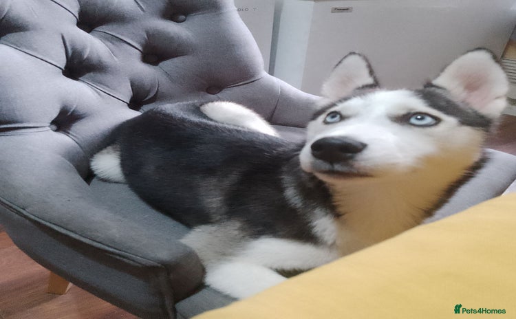 Siberian Husky dogs - Advert 10