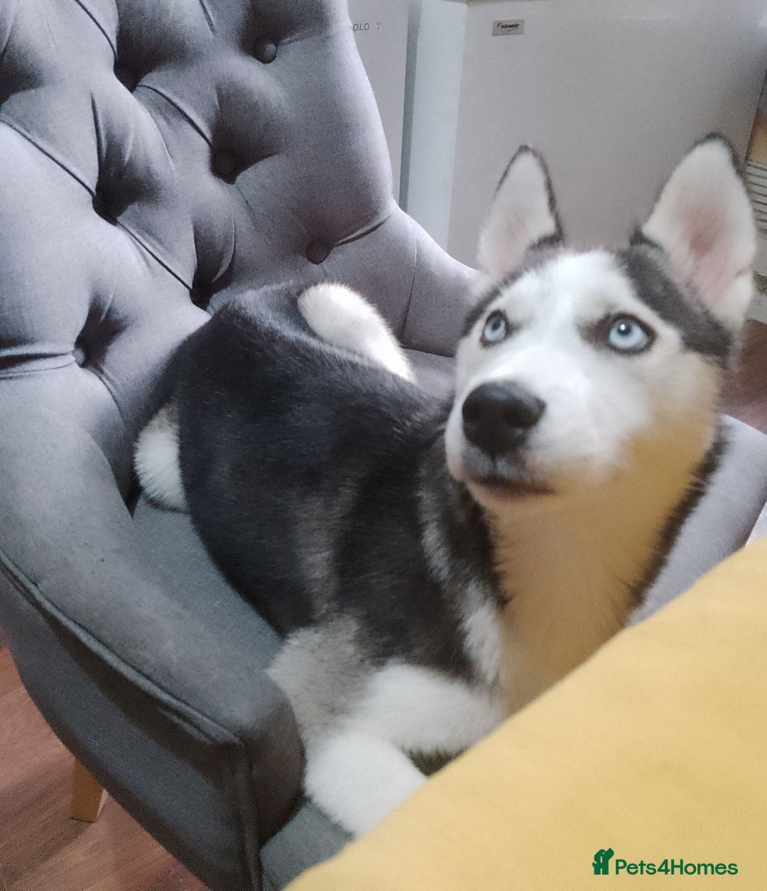 Siberian Husky dogs for sale: ONLY 3 PUPPIES LEFT!!! - Image 13