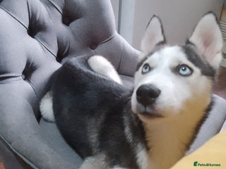 Siberian Husky dogs - Advert 15