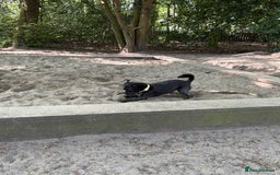 Mixed Breed dogs for sale: Pug mix poodle  - Image 4