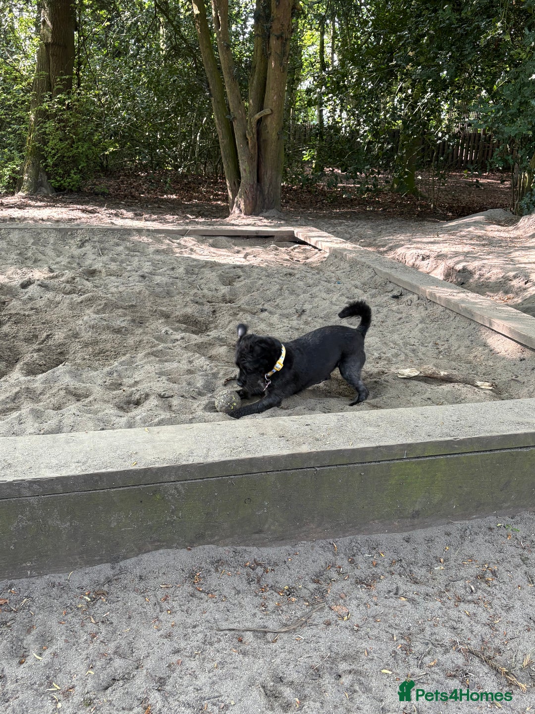 Mixed Breed dogs for sale: Pug mix poodle  - Image 4