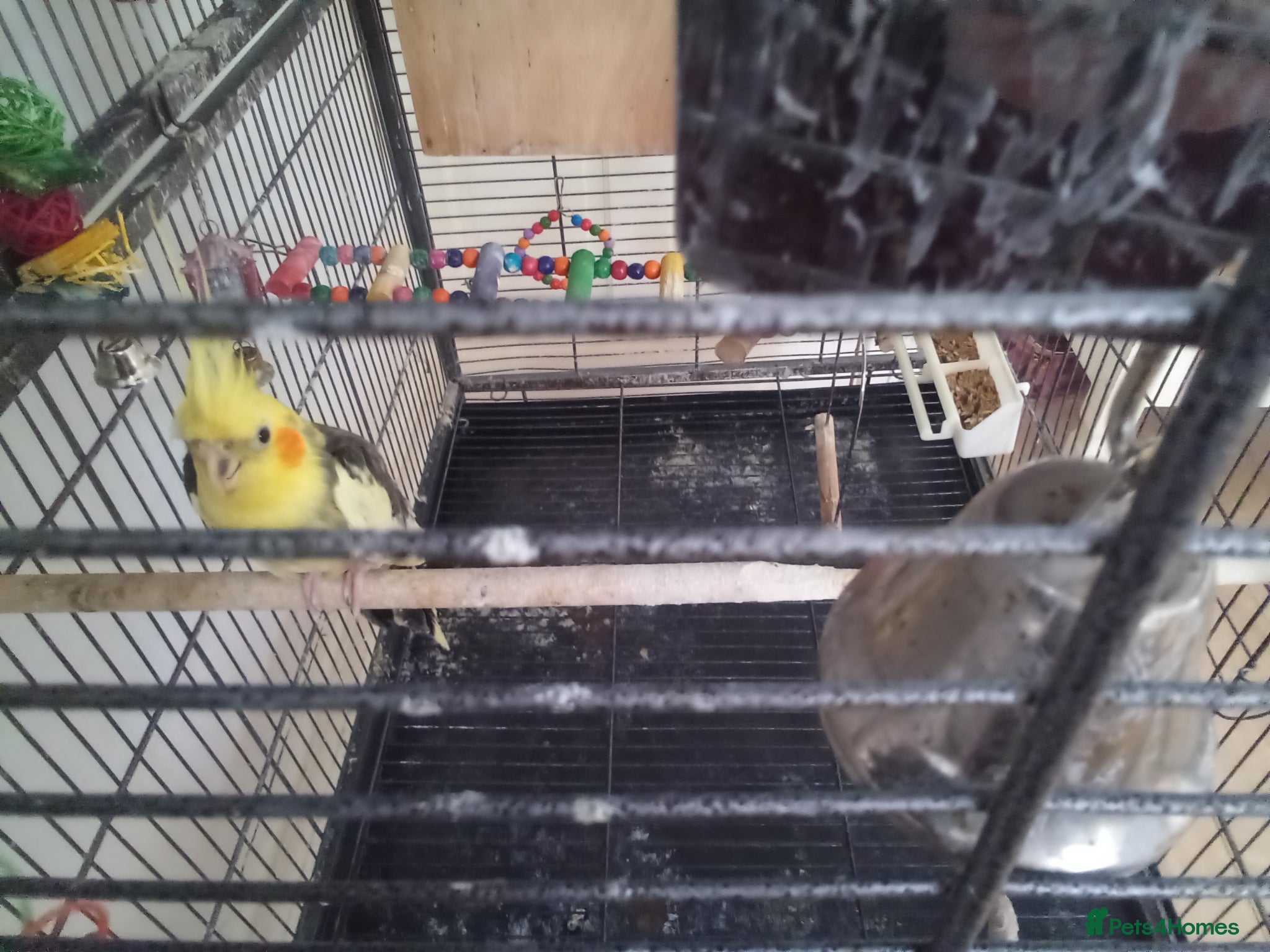 Cockatiels birds Male cockatiel with cage - Advert 20
