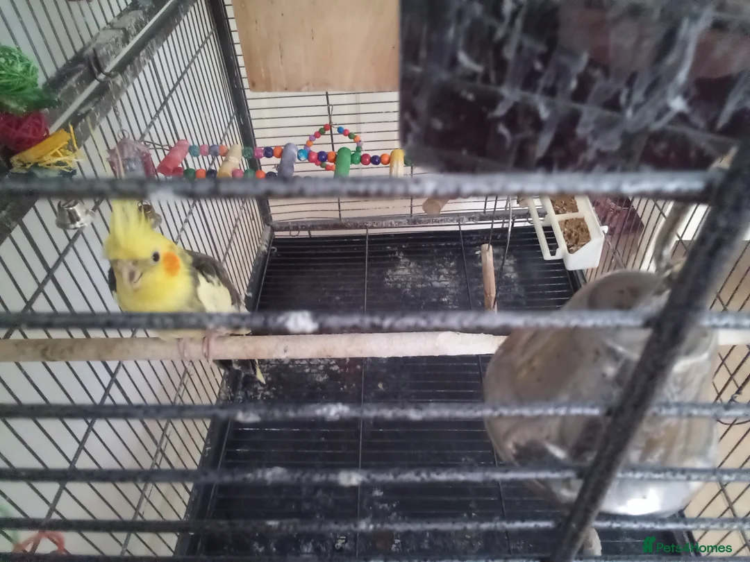 Cockatiels birds for sale: Male cockatiel with cage - Advert 1
