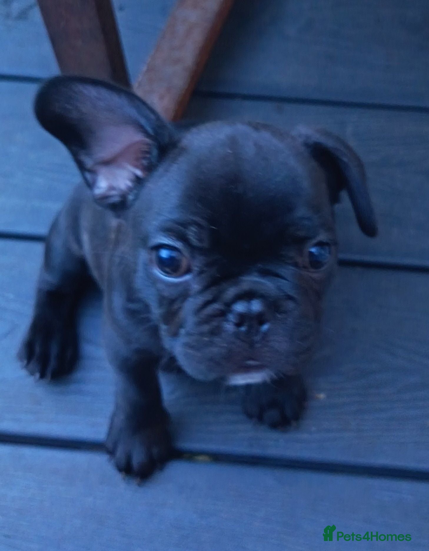 French Bulldog dogs Lovely French bulldogs for sale - Advert 1