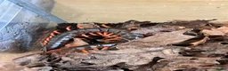 Mixed Breed invertebrates for sale: Various Invertebrates At Urban Exotics  - Advert 20