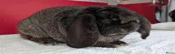 French Lop rabbits for sale: Purebred dark Steel male French Lop - Advert 3