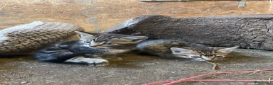Mixed Breed 6