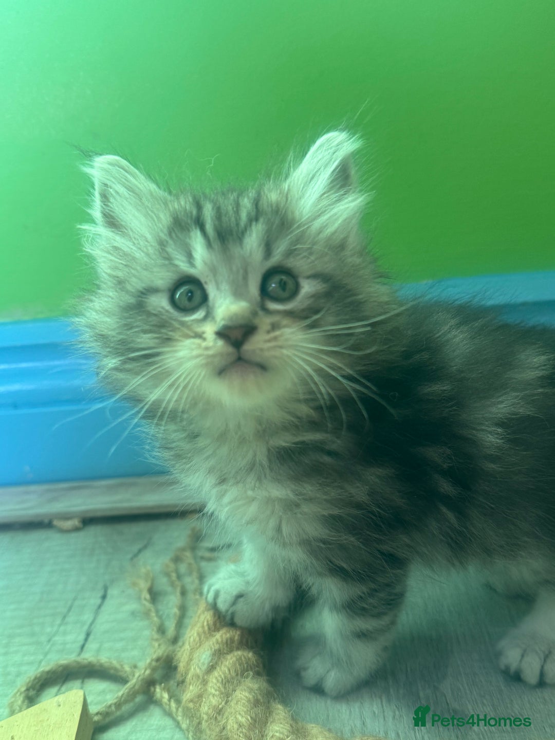 Kurilian Bobtail cats for sale: Rare pure breed Kurilian bobtail kittens available - Advert 19