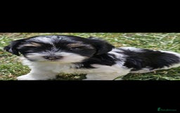 Lhasa Apso dogs for sale: Rare 5* Kyi-Leo Puppies ready for loving homes NOW - Image 10
