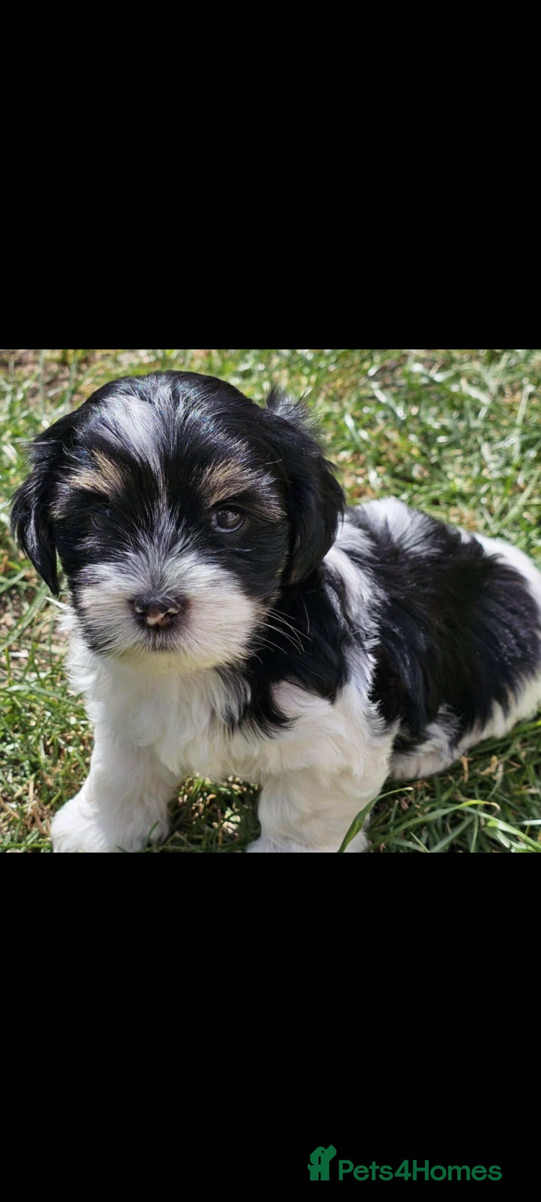 Lhasa Apso dogs for sale: Rare 5* Kyi-Leo Puppies ready for loving homes NOW - Image 10