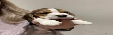 Beagle Puppy 3