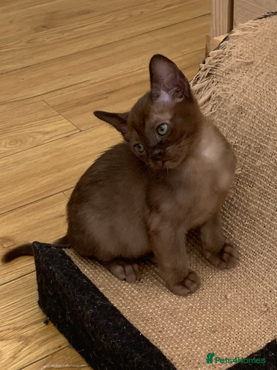 Burmese cats for sale: Beautiful Burmese boys for sale - Image 12
