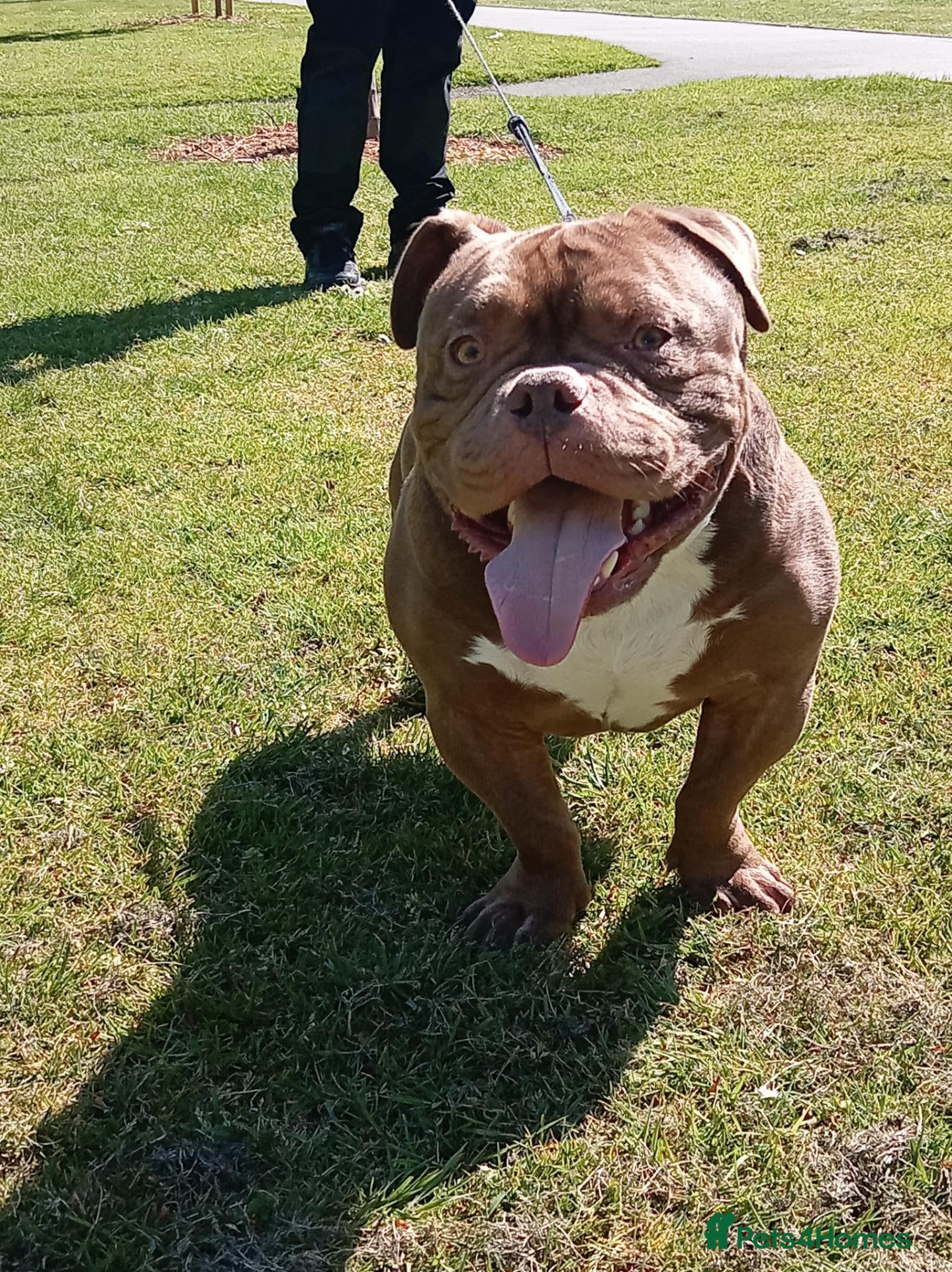 Mixed Breed dogs for sale: 2 year old male - Advert 10