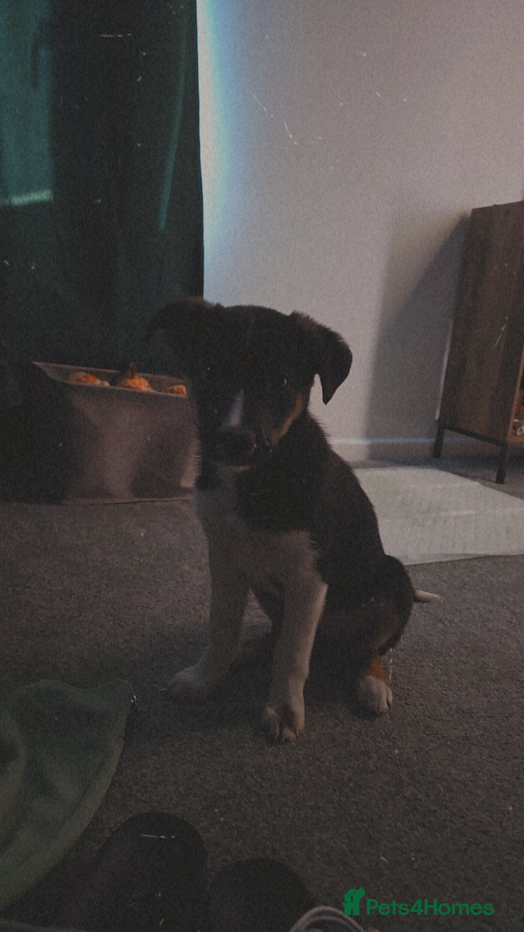 Border Collie dogs for sale: Border Collie - Advert 8