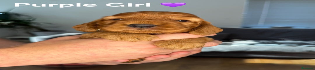 Purple Girl