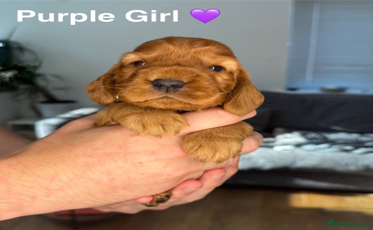 Cocker Spaniel dogs - Advert 2