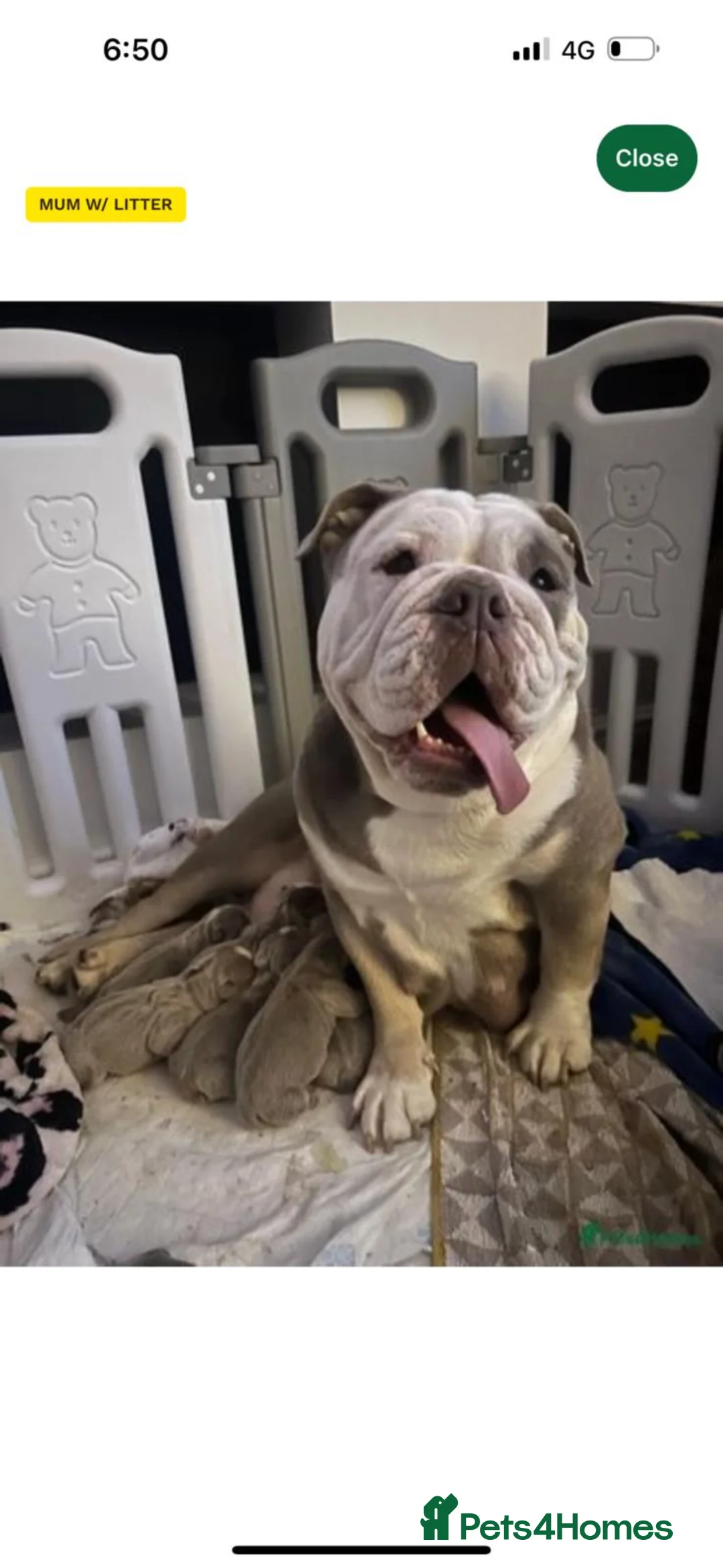 Mixed Breed dogs for sale: Rocky- 2 years old Male - Advert 7